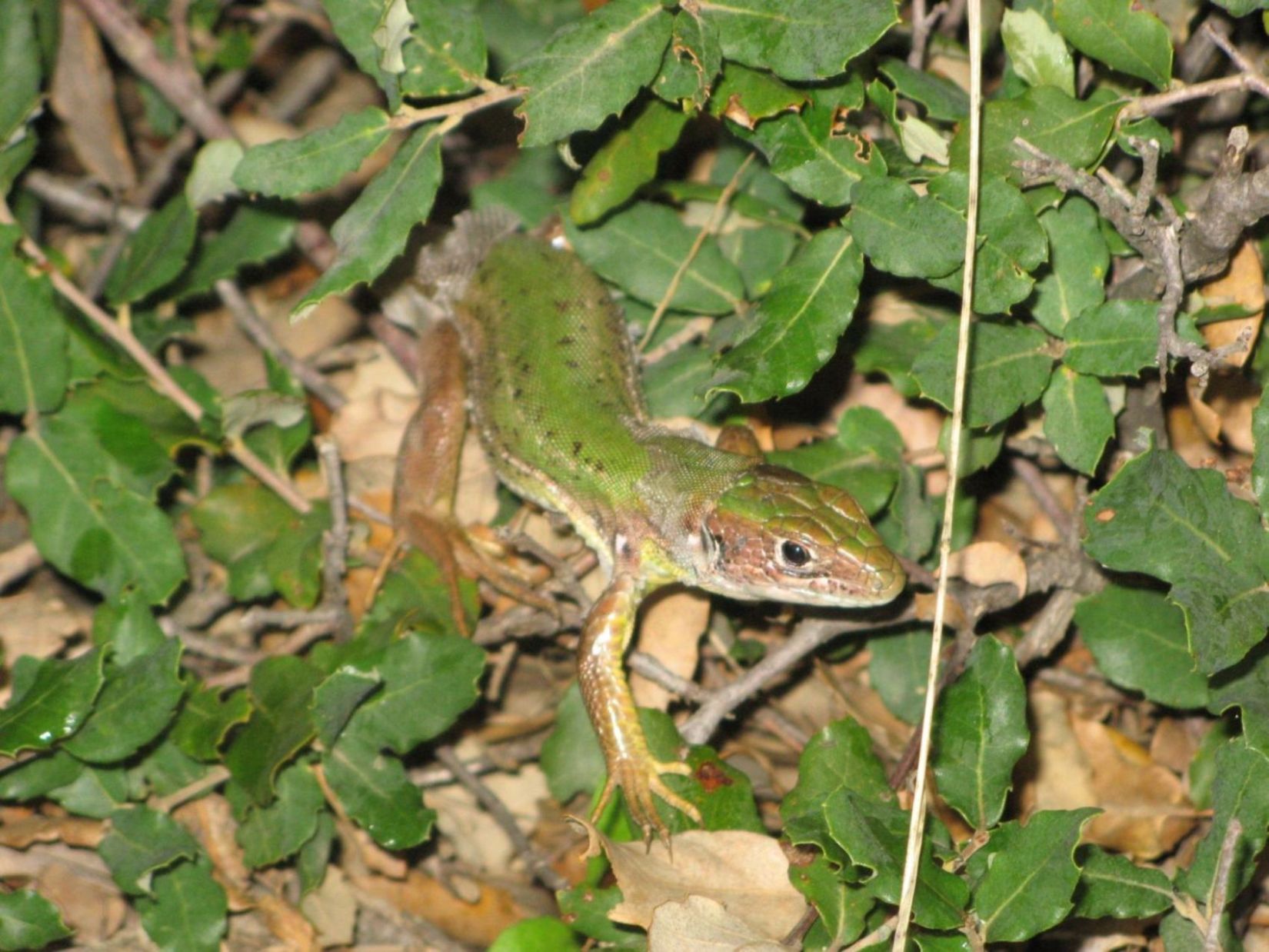 Lacerta bilineata o Podarcis wagleriana ?!?